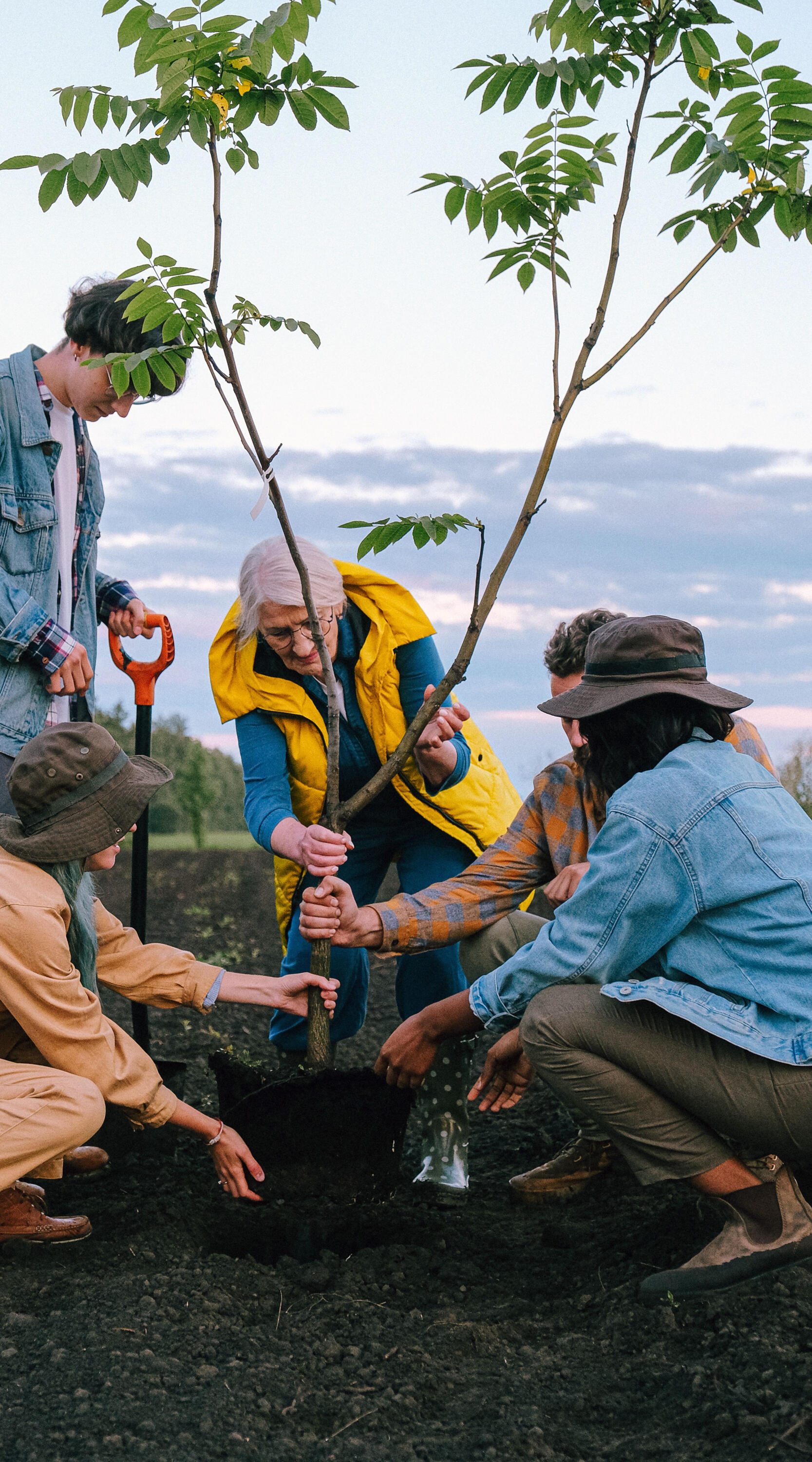 Five volunteers work together to plant a young tree.